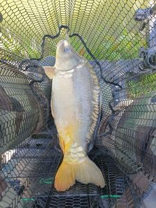 Mirror Carp
