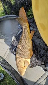 Common Carp