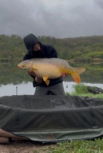 Mirror Carp