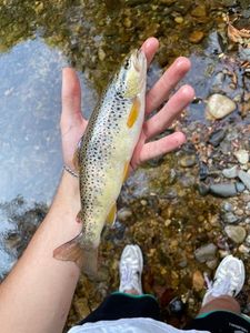 Brown Trout