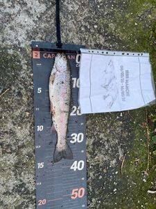 Rainbow Trout