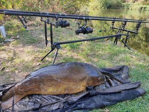 Leather Carp