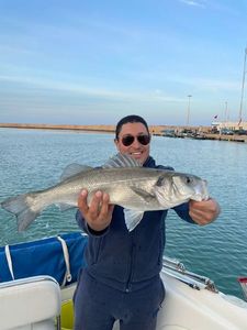 European Bass (Seabass)