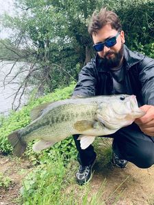 Largemouth Bass