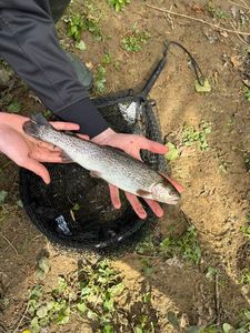 Rainbow Trout