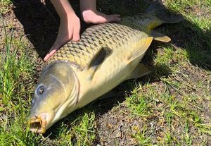 Common Carp