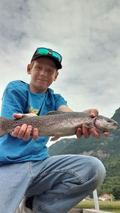 Rainbow Trout