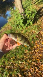Yellow Perch