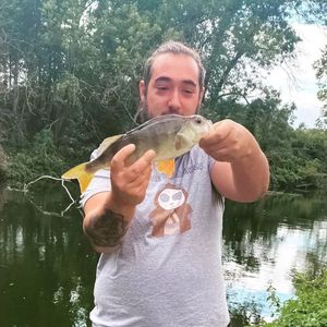 European Perch