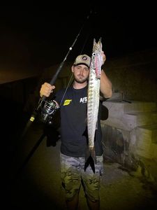 Yellowmouth Barracuda