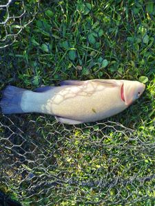 Tench