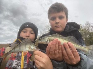 European Perch