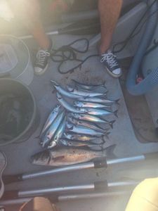 Mackerel