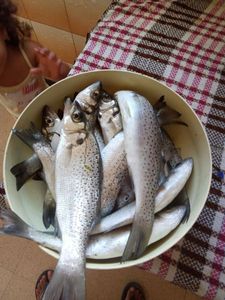 Weakfish