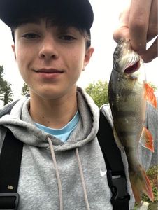 European Perch