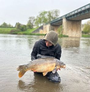 Mirror Carp