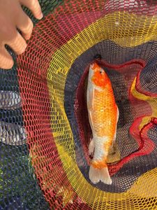 Koï Fish