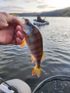 European Perch