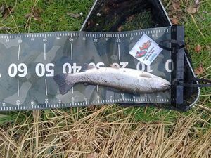 Rainbow Trout