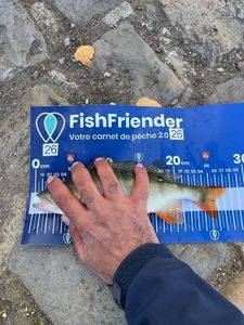 European Perch