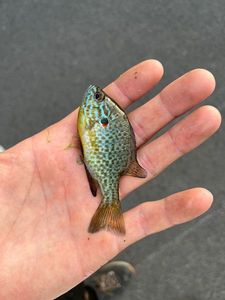 Green Sunfish