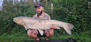 Grass Carp