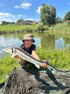 Sturgeon
