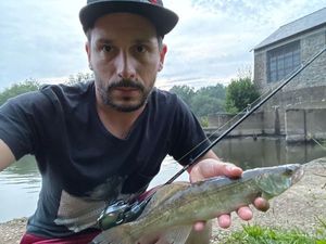 Zander