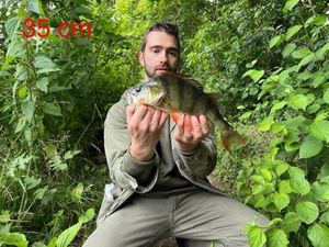 European Perch