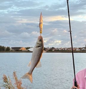 European Bass (Seabass)