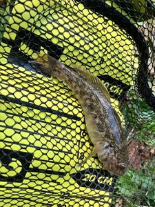 Round Goby