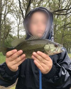Largemouth Bass