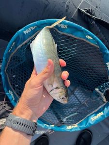 Atlantic Horse Mackerel