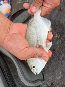 Black Seabream