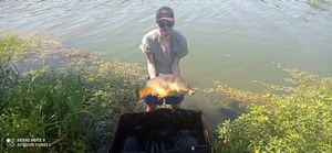 Leather Carp