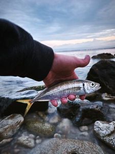 Southern Yellowtail
