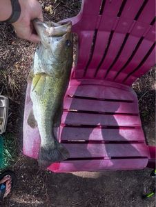 Largemouth Bass