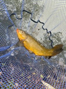 Tench