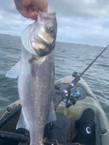 European Bass (Seabass)
