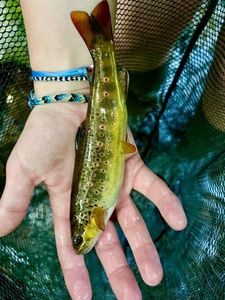 Brown Trout
