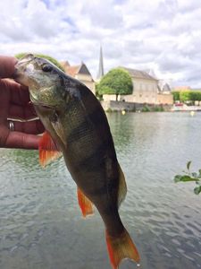 European Perch
