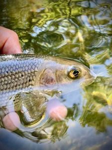 Grayling