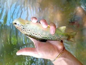 Brown Trout