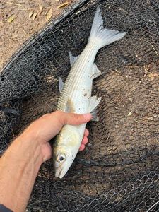 Thinlip grey mullet