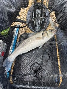 European Bass (Seabass)