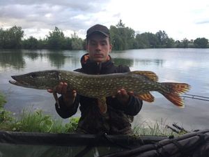 Northern Pike