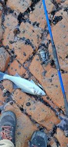 European Bass (Seabass)