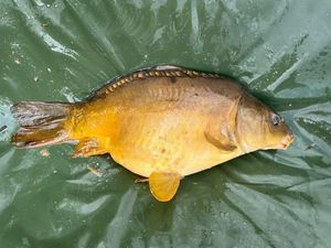 Mirror Carp