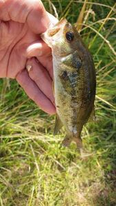 Largemouth Bass
