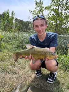 Tench